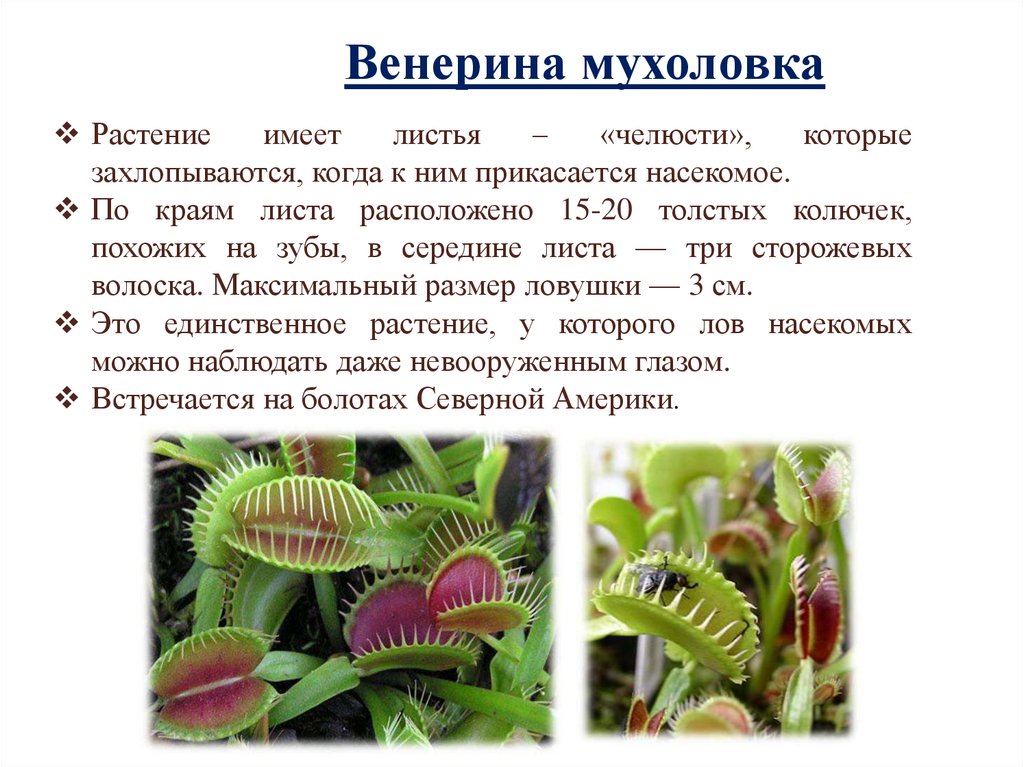Какое растение ты видишь. Венерина мухоловка Тип питания. Дионея, Венерина мухоловка (Dionaea muscipula) 3 сем. Венерина мухоловка цветение в природе. Венерина мухоловка фотосинтез.