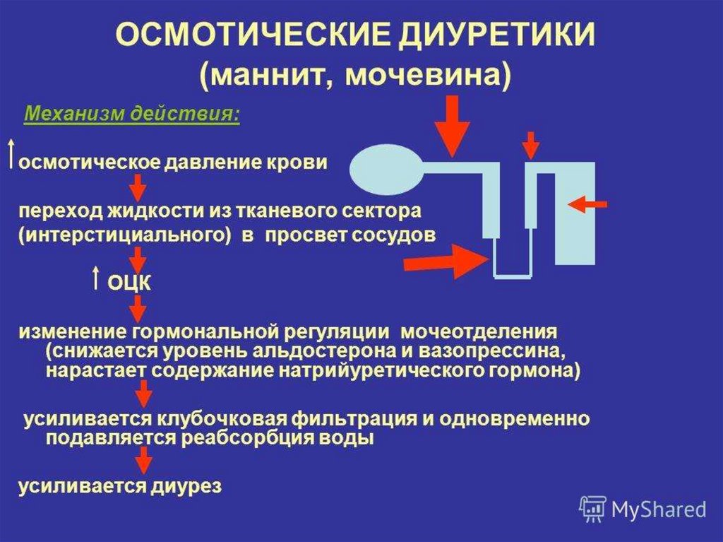 Каков механизм действия. Механизм действия осмотических диуретиков. Осмотический диуретик механизм действия. Механизм действия осмотических диуретиков схема. Осмотический диурез механизм.