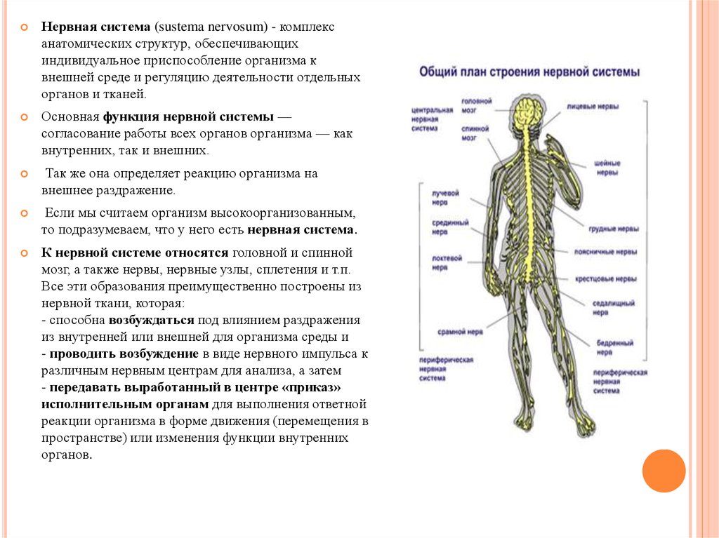 Установите соответствие нервная система