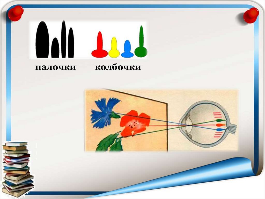 Палочки обеспечивают цветное изображение а колбочки черно белое