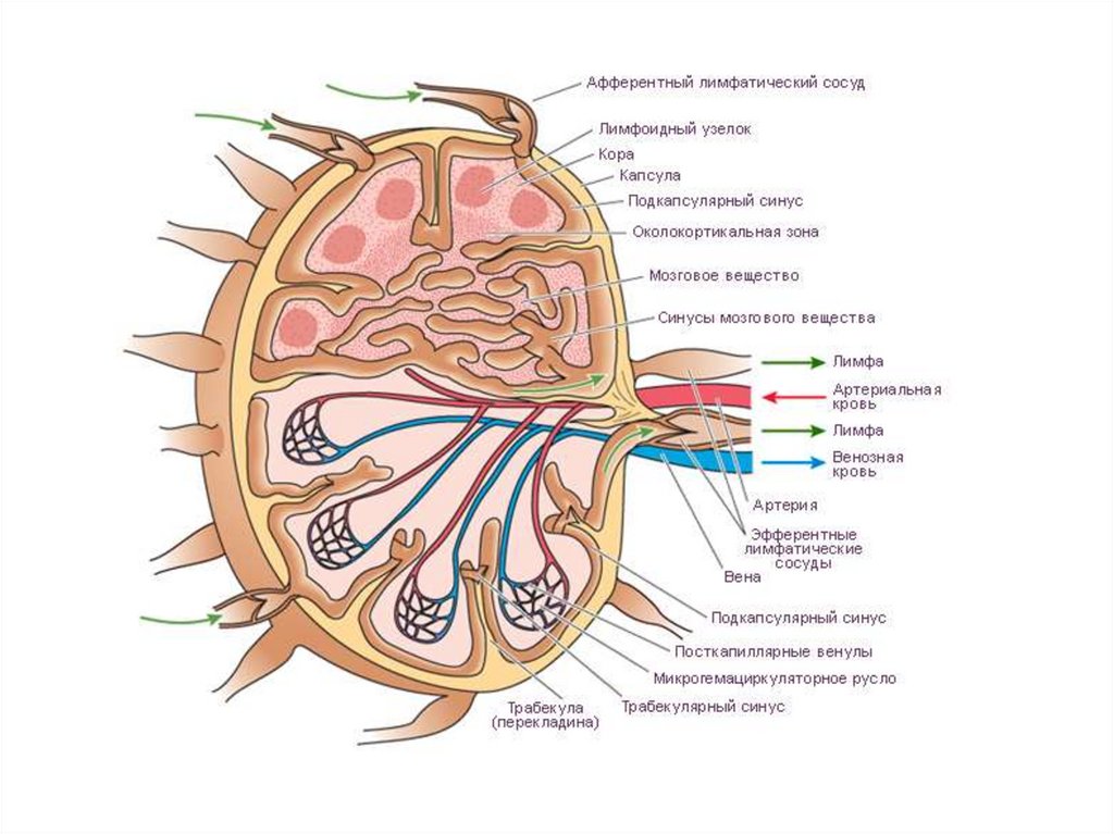 Лимфоидные узелки. Строение лимфатического узла анатомия. Строение лимфатических сосудов и лимфоузлов. Лимфатический узел с анатомическими структурами. Строение лимфатического сосуда и лимфатического узла.