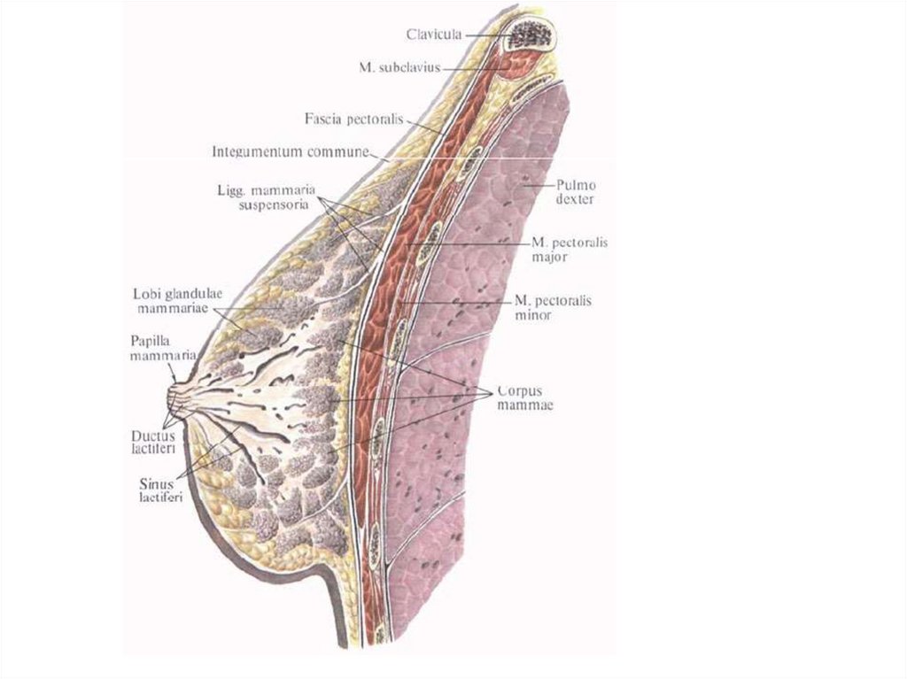 Строение женских молочных желез