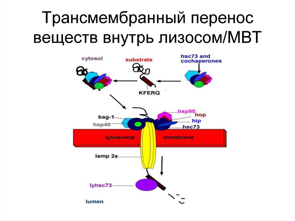 Виды переноса вещества. Схема трансмембранного переноса Глюкозы. Трансмембранный перенос малых молекул. Механизм трансмембранного переноса веществ. Трансмембранный перенос веществ через плазмалемму.