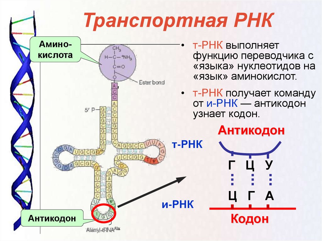 Соединение трнк с аминокислотой. Строение ТРНК кодон. Строение и функции МРНК, ТРНК, РРНК. Транспортная РНК строение и функции. Транспортная рибонуклеиновые кислоты строение.
