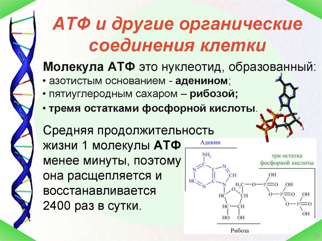 Днк 1 днк 2 и рнк. Вещества АТФ строение и. Органические вещества АТФ строение. АТФ органическое соединение клетки. АТФ И другие органические соединения клетки витамины.