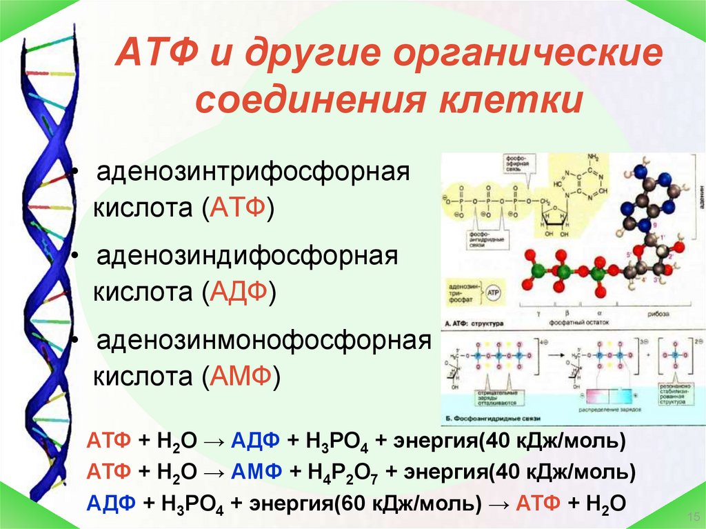 Функции атф. АТФ И другие органические соединения клетки 10 класс. АТФ И другие органические соединения клетки 9 класс. АТФ органическое соединение клетки. АТФ И другие органические соединения клетки конспект.