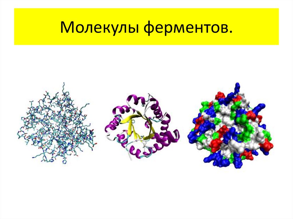 Белки образуют ферменты. Фермент амилаза мoлекулы. Как выглядят ферменты. Ферменты картинки. Ферменты рисунок.