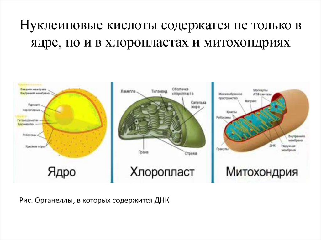 Содержит наследственную информацию