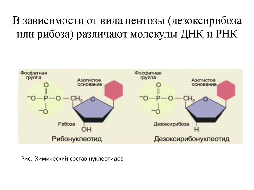 Рибоза в днк. Схема строения аденилового дезоксирибонуклеотида. Строение дезоксирибонуклеотида схема. Нуклеотида дезоксирибонуклеотид. Дезоксирибоза в ДНК.