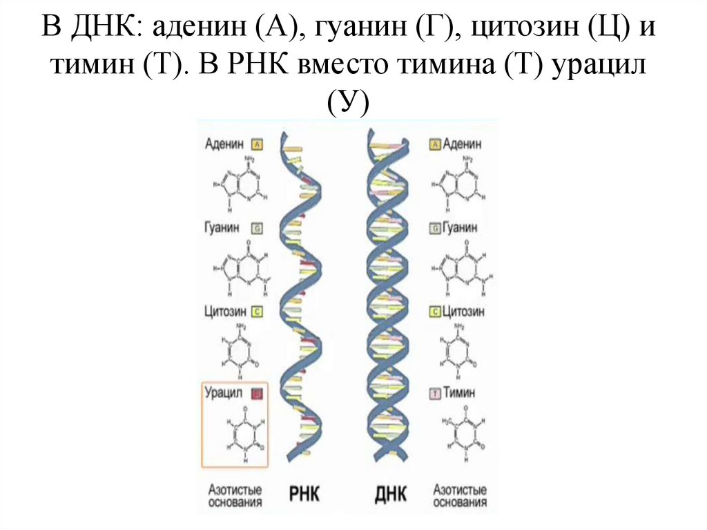 Рнк аденин гуанин. ДНК гуанин Тимин цитозин. ДНК И РНК аденин Тимин гуанин цитозин урацил. Таблица гуанин цитозин Тимин РНК ДНК. Цепочка ДНК аденин Тимин.