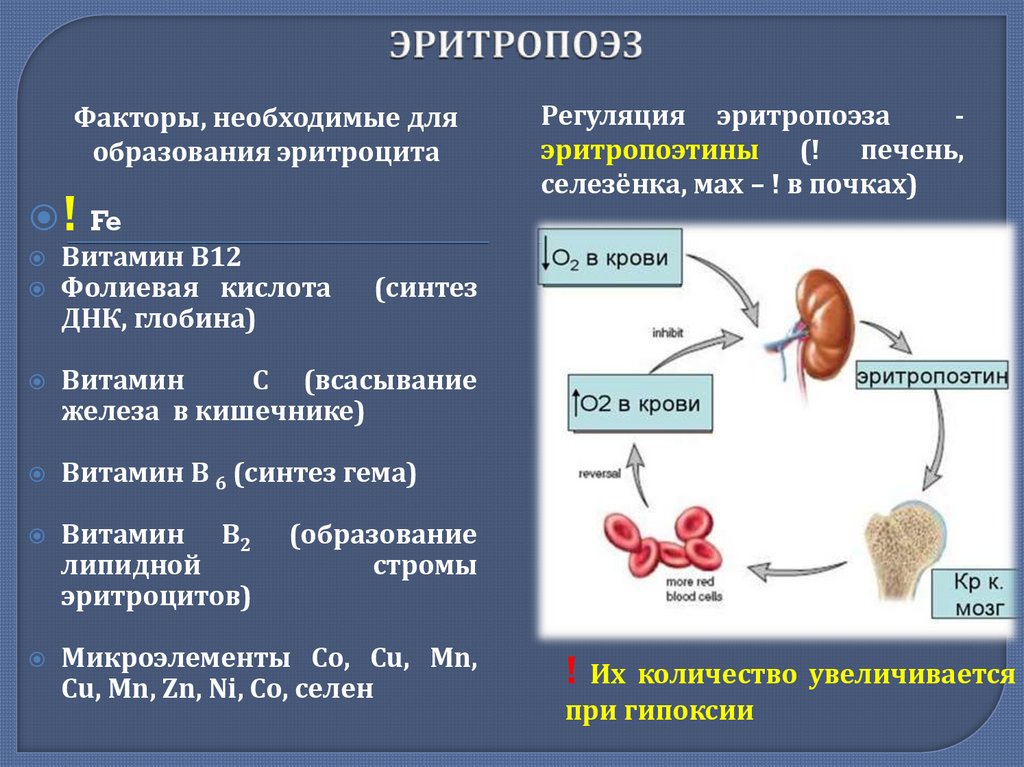 Синтез эритроцитов. Процесс образования клетки эритроцитов. Факторы активирующие эритропоэз. Эритропоэз клетки. Стадии формирования эритроцитов.