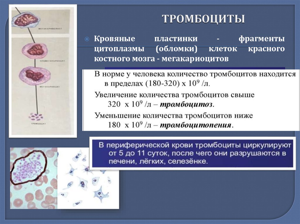 Тромбоциты количество функции. Морфофункциональная характеристика тромбоцитов. Тромбоциты микроскопия. Строение тромбоцитов в крови человека. Тромбоциты характеристика.