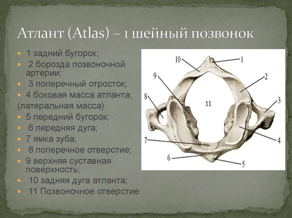 Строение 1. Строение первого шейного позвонка Атланта. Шейный позвонок Атлант строение. Атлант позвонок вид сбоку. 1 Шейный позвонок Атлант.