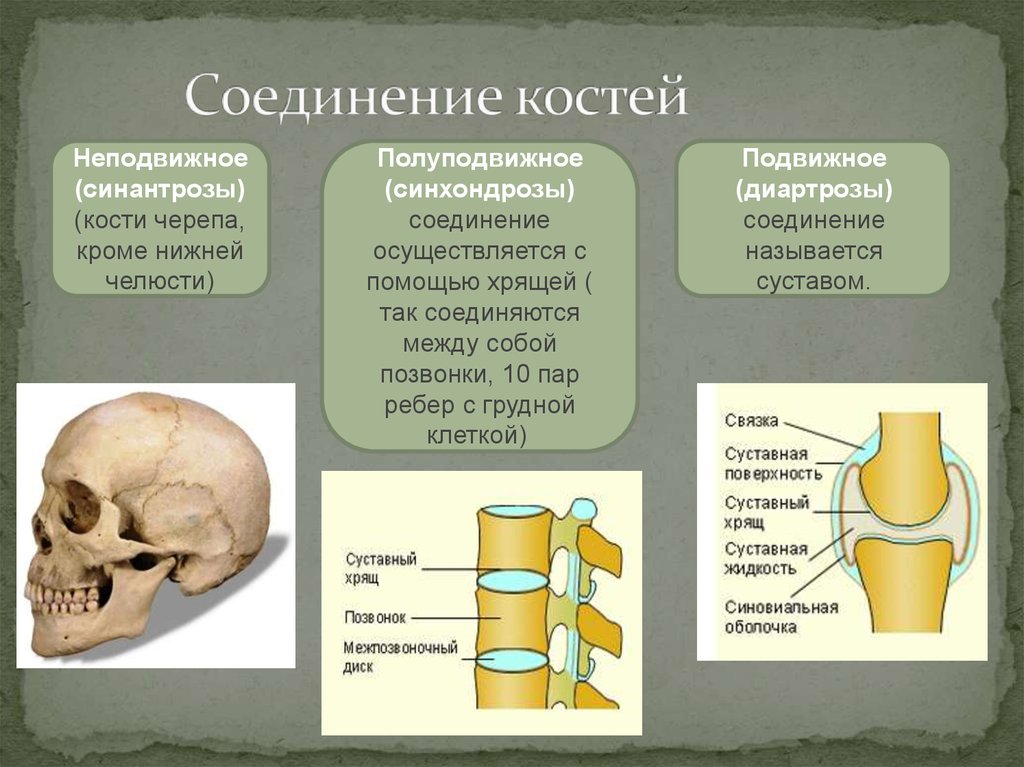 Сустав 2 соединение костей. Неподвижные полуподвижные и подвижные соединения костей. Типы соединения костей скелета. Способ соединения костей в суставе. Типы соединения костей схема.