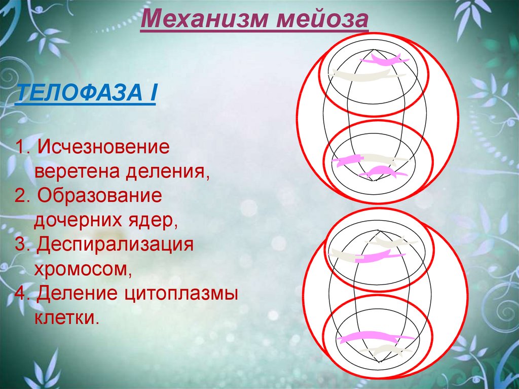 Телофаза мейоза 1. Механизм мейоза. Деспирализация хромосом в мейозе. Веретено деления в мейозе.