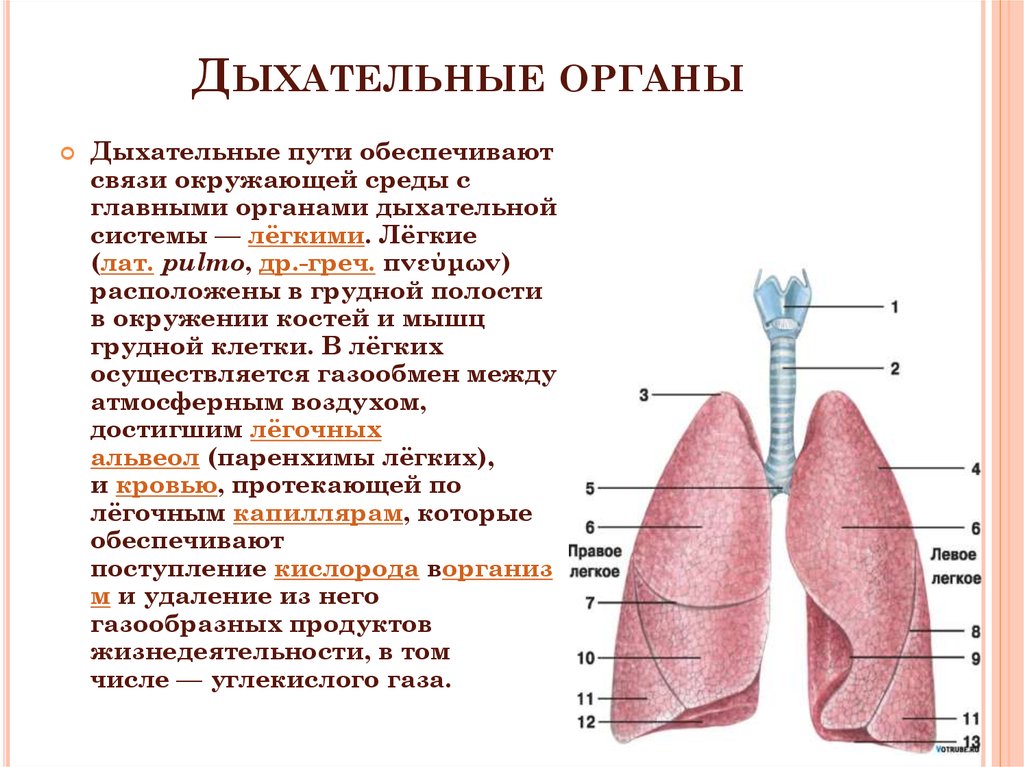 Какая ткань в легких. Система дыхания человека таблица. Дыхательная система органов дыхания рис 71. Таблица по органам дыхательной системы. Анатомия дыхательная система человека в таблице строение.