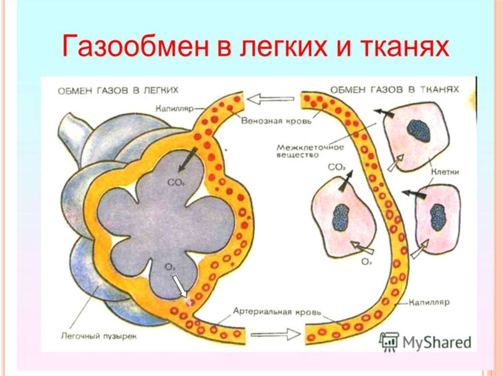 Схема газообмена у живых организмов используя свои примеры