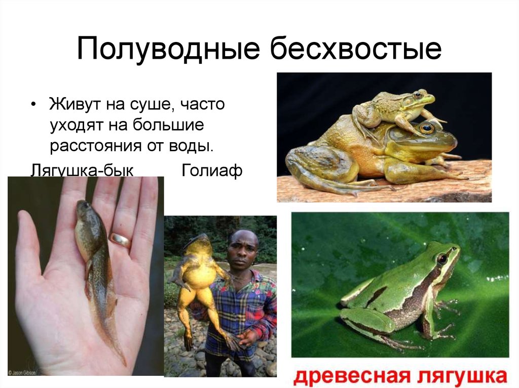 Приспособление лягушки к жизни. Многообразие земноводных бесхвостые. Многообразие земноводных презентация. Презентация по бесхвостым земноводным. Полуводные бесхвостые.