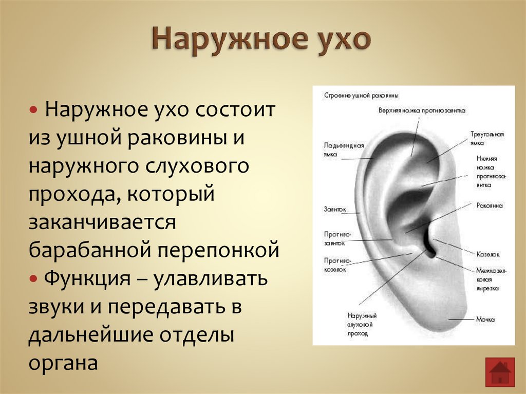 Устройство ушной раковины. Наружное ухо строение анатомия. Строение наружного уха. Из чего состоит наружное ухо человека. Наружное строение ушной раковины.