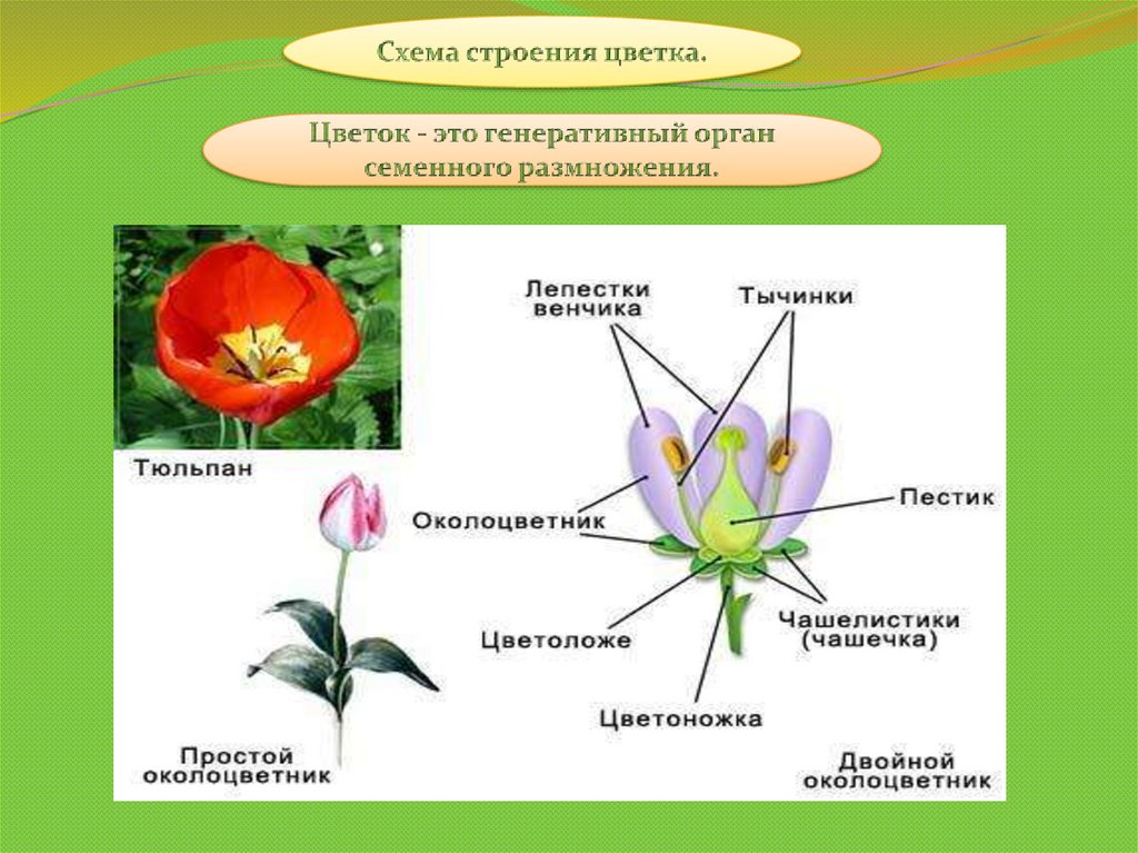 Генеративное размножение растений какие органы. Строение цветка. Генеративные органы цветка. Генеративные органы строение цветка. Схема строения цветка.
