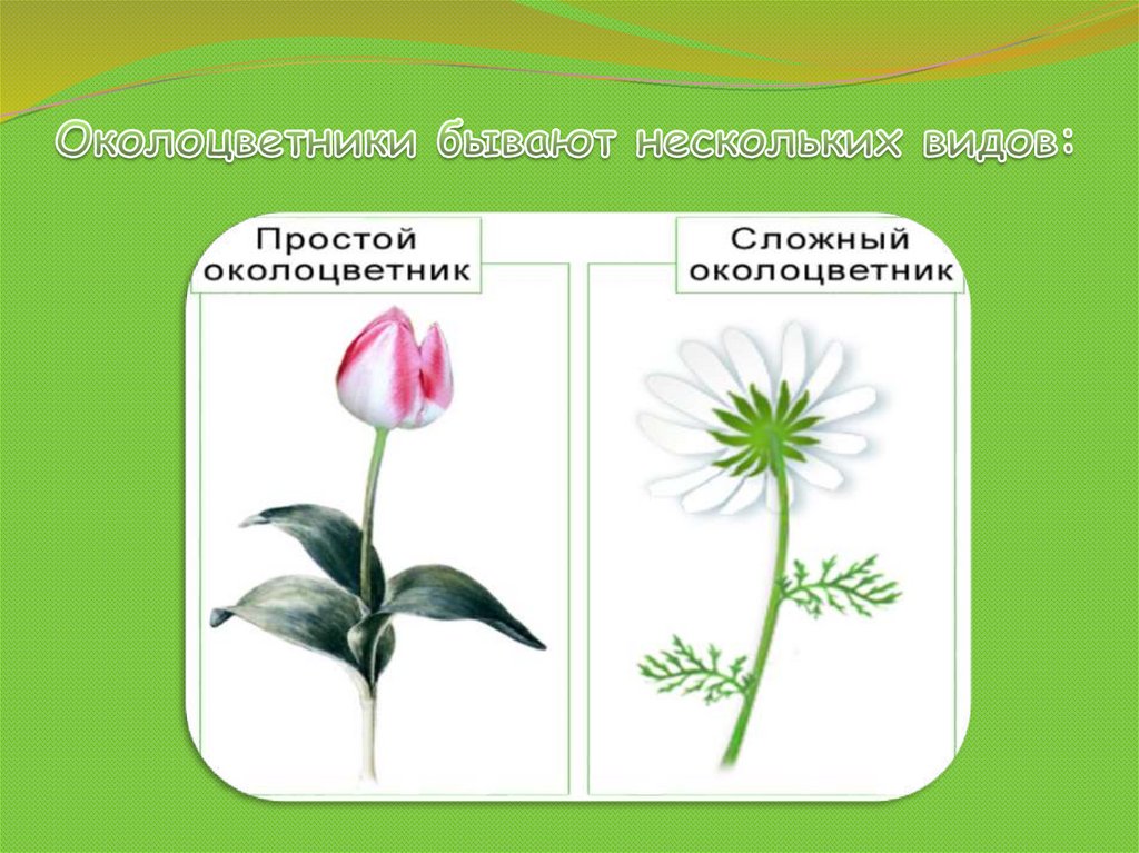 Сложный околоцветник. Простой и сложный околоцветник. Простой околоцветник. Околоцветник бывает.