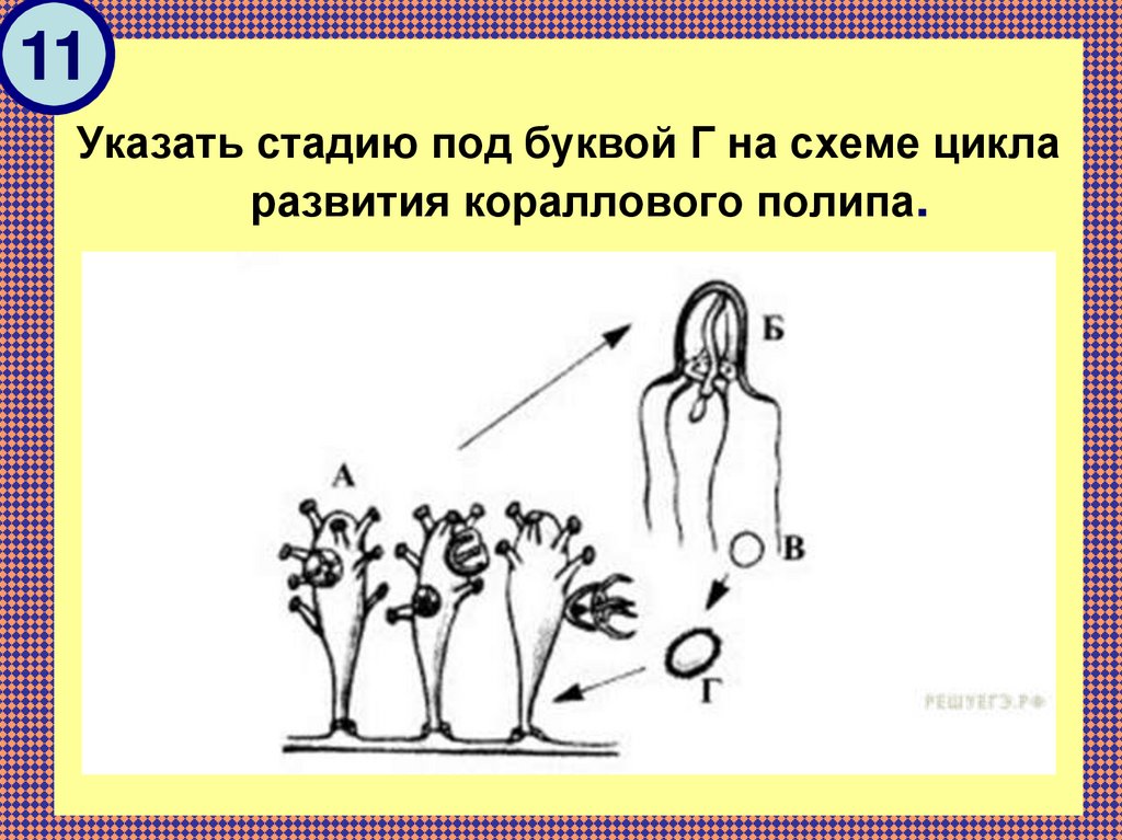 Каким номером на рисунке обозначена стадия жизненного. Цикл развития гидроидного полипа схема. Стадии развития гидроидного полипа. Стадии цикла развития гидроидного полипа. Стадию под буквой г на схеме цикла развития гидроидного полипа..