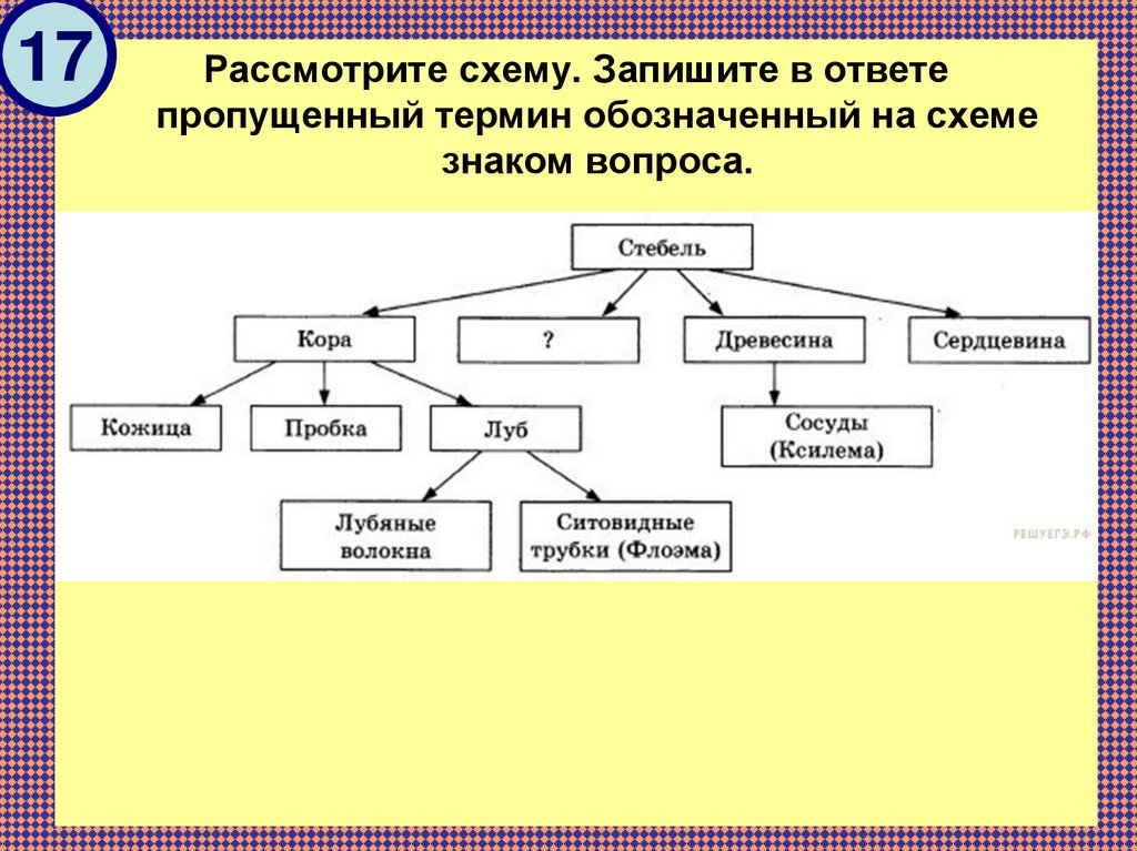 Дополните схему большого круга кровообращения вставьте вместо пропусков необходимые по смыслу