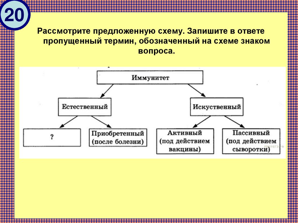 Используя предложенную схему. Рассмотрите предложенную схему. Рассмотрите предложенную схему запишите в ответе пропущенный термин. Предложенную схему видов иммунитета. На схеме знаком вопроса обозначено ….