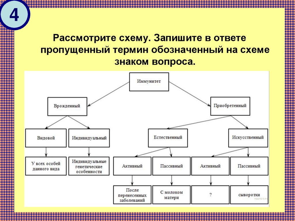 Впишите пропущенный термин. Рассмотрите схему. Схема понятий по биологии. Описать схему. Схема ответа на вопрос.