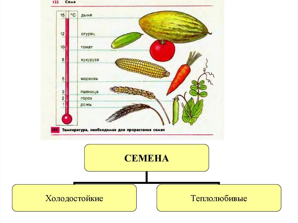 Структура семени томата
