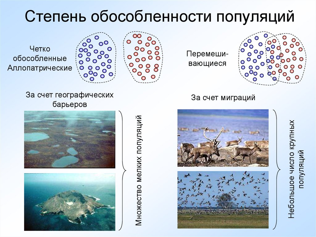 Экология популяций презентация