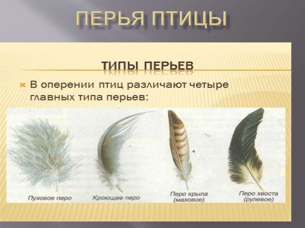 У птиц различают перья. Перья птиц. Разновидности перьев. Перья различных птиц. Разновидности перьев птиц.