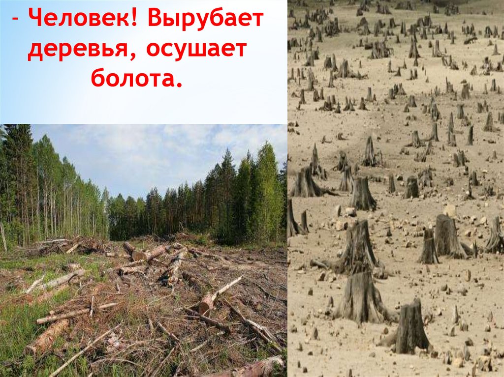 К чему приводит осушение болот. Вырубка лесов человеко. Последствия вырубки лесов. Вырубка лесов осушение болот. Вырубка лесов картинки.