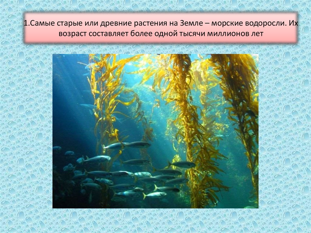 Картинки водоросли 3 класс