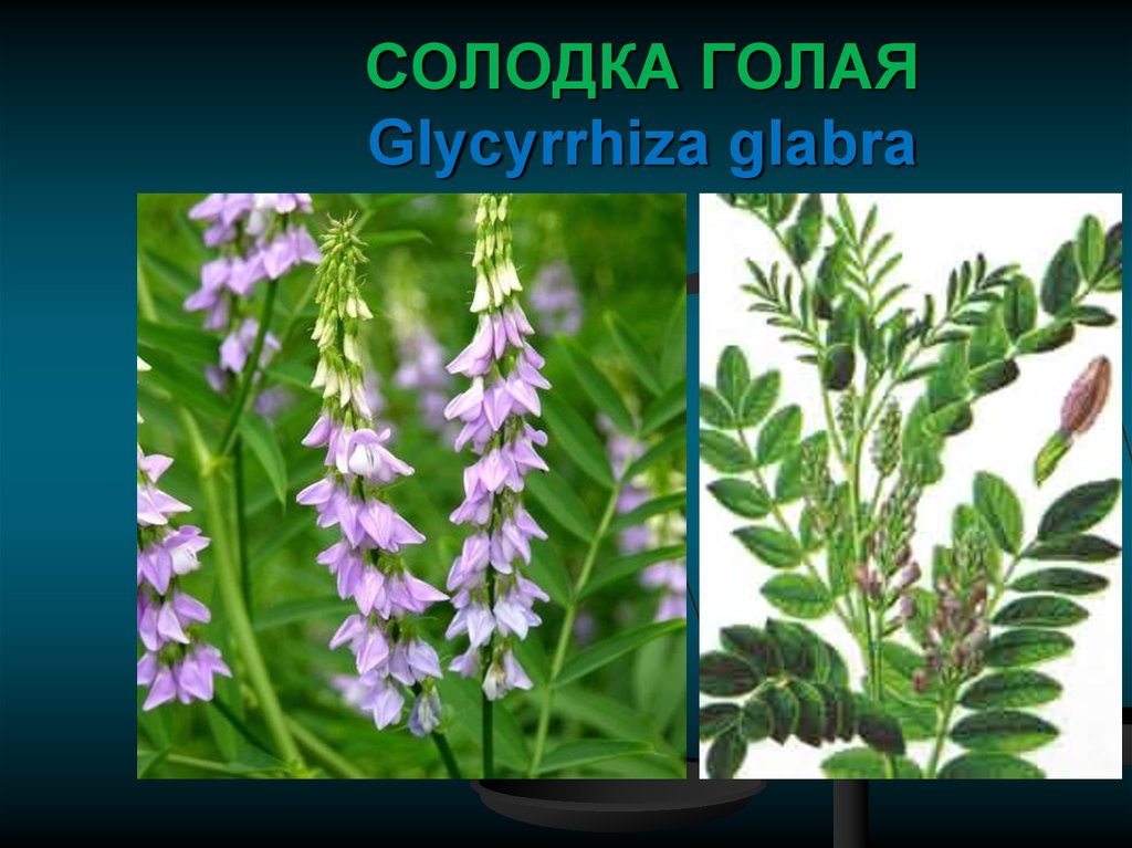 Солодка лист. Солодка Glycyrrhiza glabra. Солодка Уральская (Glycyrrhiza uralensis). Лакрица Солодка растение. Glycyrrhiza glabra семейство.