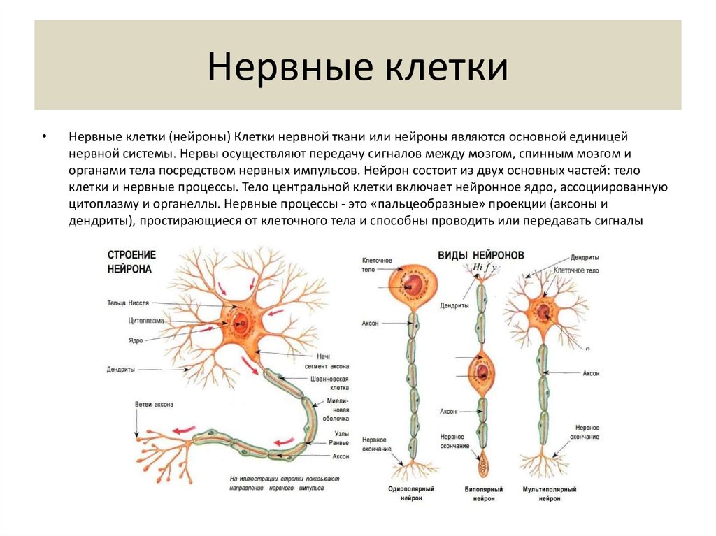 Название нервной клетки. Нейроны головного мозга строение. Нервная ткань строение нейрона. Строение нейрона человека. Строение клетки нервной ткани.