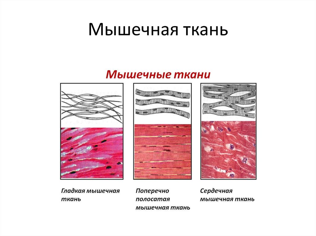 Паразитический образ жизни три слоя гладкой мускулатуры. Гладкая мышечная ткань изображение клетки ткани. Гладкая поперечно-полосатая и сердечная мышечная ткань таблица. Схема строения гладкой мышечной ткани. Строение гладкой и поперечно полосатой ткани.