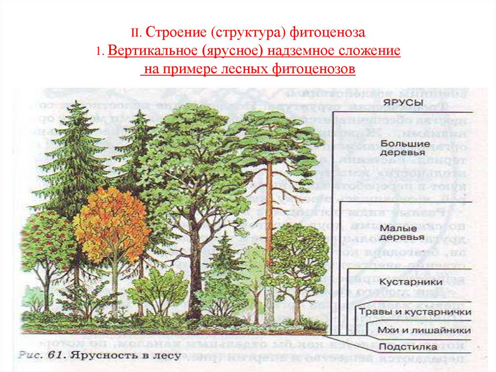 Природное сообщество лес ярусы. Ярусность леса фитоценоз. Ярусность лесного биоценоза. Ярусность фитоценоза. Ярусы Дубравы.