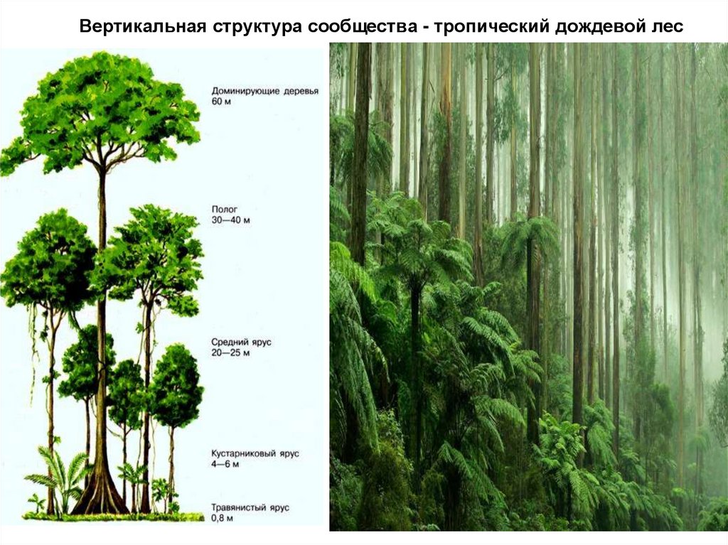 Состав сообщества лес