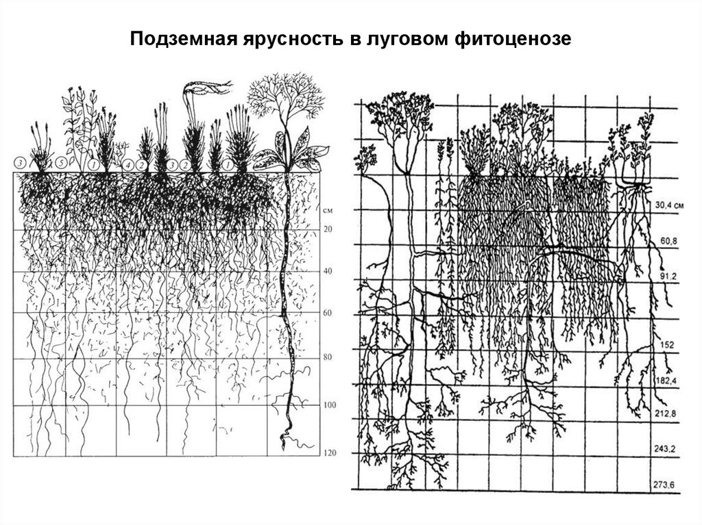 Сходства и различия надземных и подземных ярусов. Ярусность растительного сообщества схема. Ярусность лесного фитоценоза. Ярусная структура фитоценоза. Ярусность растительности Луговой степи.
