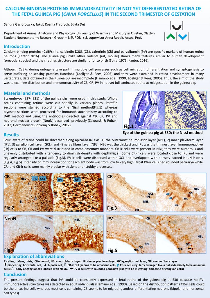 Calcium Binding Proteins Immunoreactivity In Not Yet Differentiated Retina Of The Fetal Guinea Pig Online Presentation