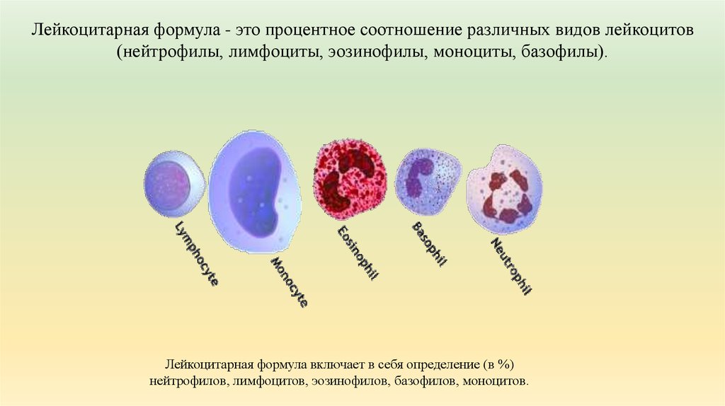 Лейкоцитарная формула фото