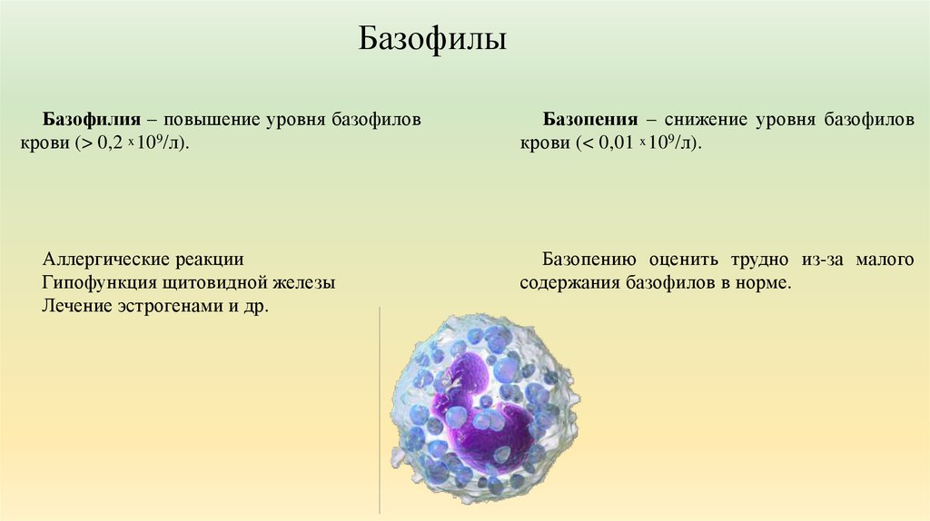 Почему повышенные базофилы. Базофилия лейкоцитарная формула. Базофилы 1.4. Базофильный гранулоцит. Лейкоцитарная формула базофилы.