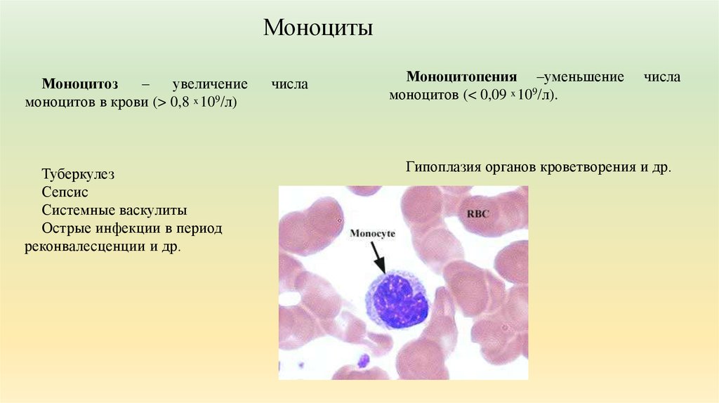 Моноцитов в крови 1. Моноциты в крови 0.65++. Жизненный цикл моноцитов. Моноциты, % 12.0. Моноциты 0.9.