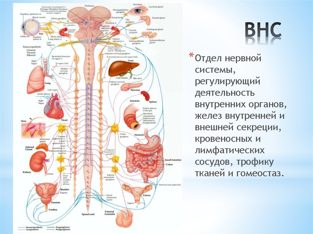 Как нервная система регулирует органы. Вегетативная НС анатомия. Вегетативная нервная система рисунок анатомия. Вегетативная нервная система анатомия презентация. Вегетативная нервная система Рохлов.
