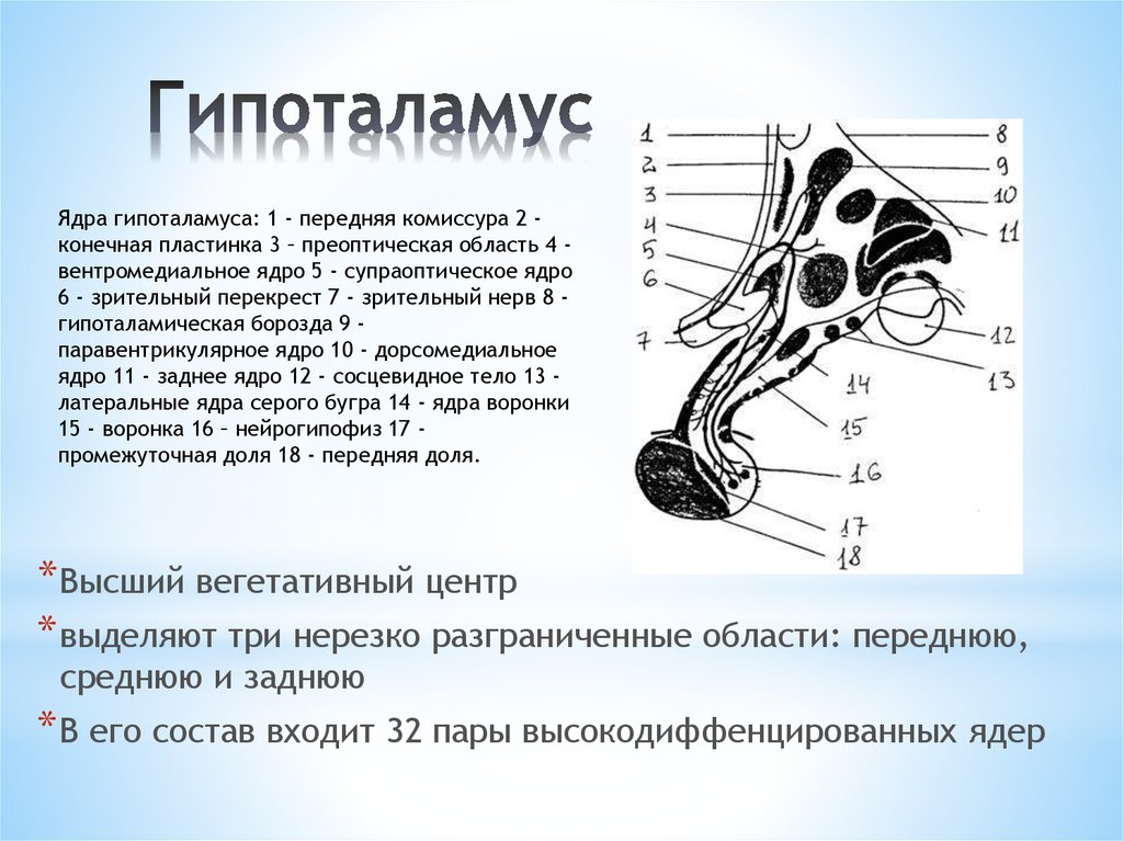 Гипоталамус. Гипоталамус строение. Структуры гипоталамуса. Передняя область гипоталамуса. Преоптическая область гипоталамуса.