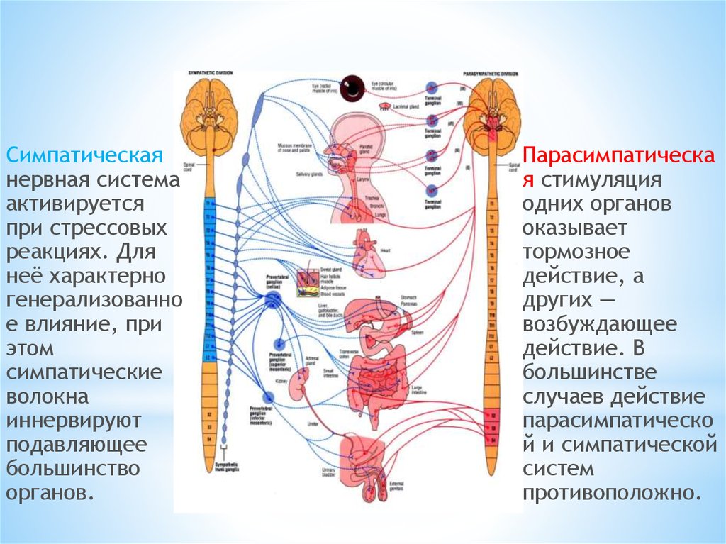 Симпатические нервы оказывают влияние