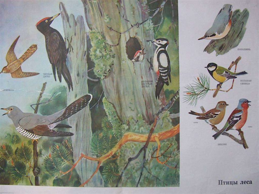 Образ жизни птиц леса. Птицы в лесу для детей. Рисунок околоводные птицы в лесу. Лесные птицы в природе иллюстрации к книжкам. Птицы России рисунки.