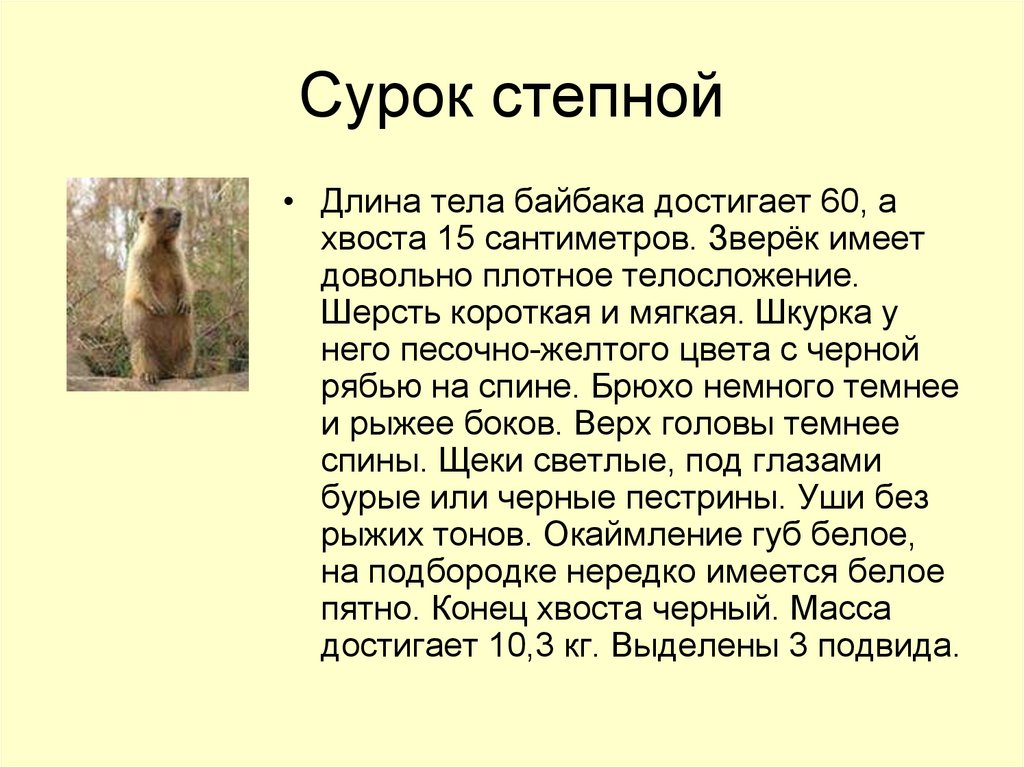 Суслик доклад. Сообщение о Сурке 4 класс. Сообщения об животных Стипе. Сурок описание. Сообщение о животных степи.