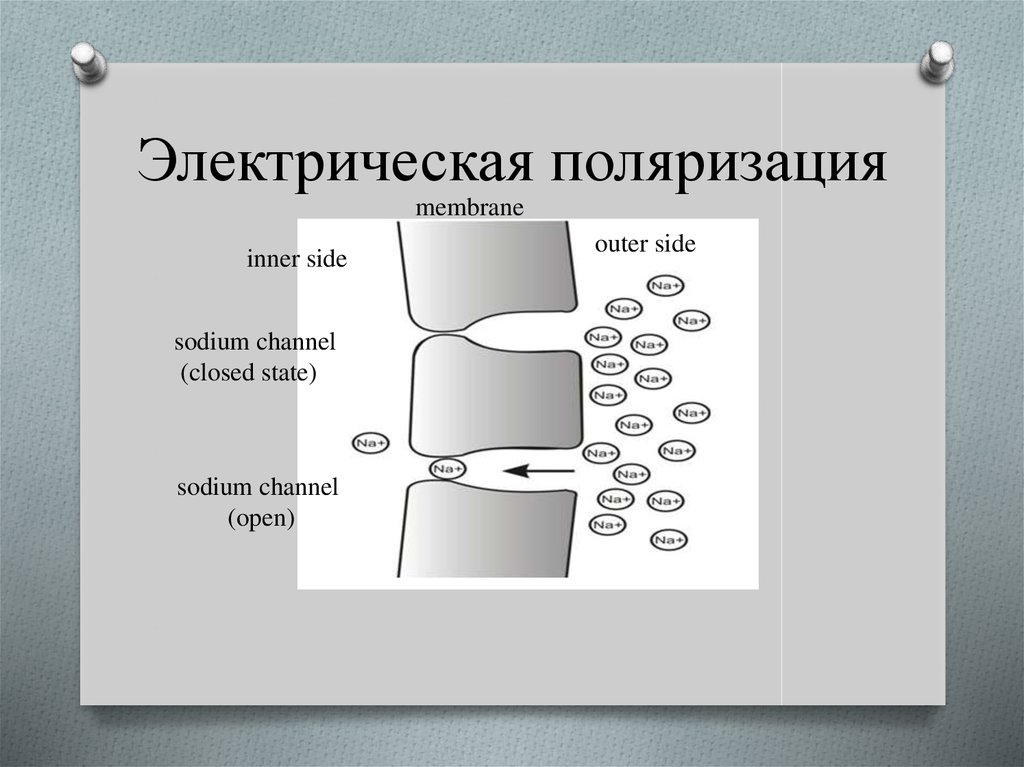 Электрическая поляризация это